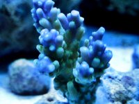 Autos Coral.jpg