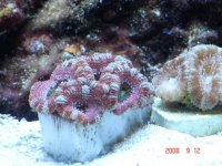 ACAN3.jpg