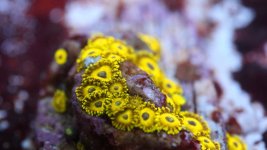 King Midas Zoa.JPG