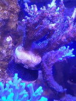 SPS2 Coral mount plug.jpg
