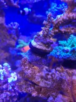 SPS3 Coral mount plug.jpg