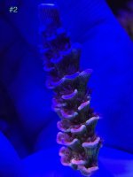 7E5A6096-6AB2-4E37-B1E5-D9ED1DD48EBC.jpeg