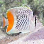 pearlscale butterflyfish.jpg