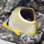 saddleback butterflyfish.jpg