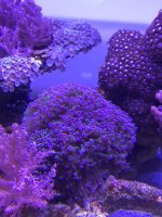Frog Spawn.jpg