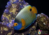 bluefaceangelfish.jpg