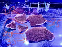25387E12-6E5F-4593-B388-A67AA7870ED3.jpeg