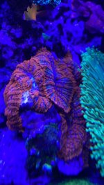 mushroom.JPG