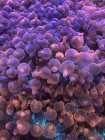 8D68FD52-63C2-47E2-8D37-7709A3D953D0.jpeg