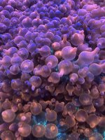 31E277C3-27CF-4F59-B396-D91E76BDC795.jpeg