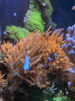 Screenshot 2023-02-28 at 5.22.09 PM.png