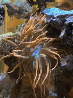 Screenshot 2023-02-28 at 5.22.18 PM.png