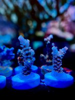 E1201881-44DE-4526-AE97-3A3FBE881BB4.jpeg