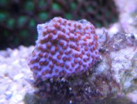 old memory card 013.jpg