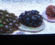 Un Zoa's.jpg