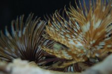 DSC_0050.jpg