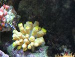 corals 023_800x600.jpg