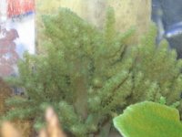 nepthea from photobucket.jpg