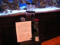 fish tank disney ft laud 064.jpg