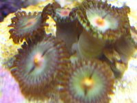 ZOA_ID1.jpg