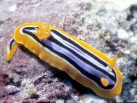 nudibranch10-800.jpg