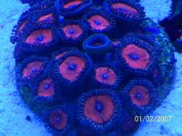 melzoas.JPG