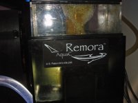 Remora Skimmin.jpg