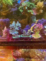 IMG_9327.jpeg