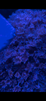 xenia.png