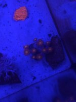 3FDAC095-D221-49CC-A74E-DE91DD8CF515.jpeg