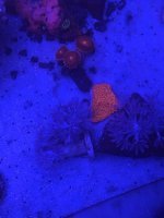 EA253136-1C32-44B0-8965-12DA03A240B4.jpeg