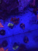 914B1E63-D51B-456C-93F1-4063C2F26BA5.jpeg