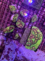 IMG_6895.jpeg