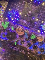 IMG_7397.jpeg
