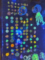 IMG_0241.jpeg