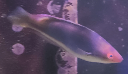 2.PNG