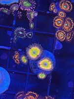 IMG_4416.jpeg