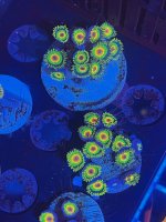 IMG_4417.jpeg