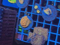 IMG_5016.jpeg