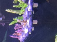IMG_0302.jpeg