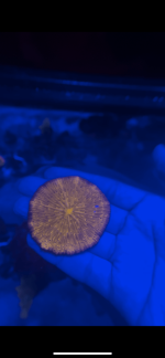 F0F7536A-762D-4D68-8419-C9B7BFD3CBDE.png