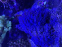 C09356BA-0B41-43FE-92E6-4287A315F40C.jpeg