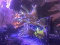 IMG_0598.jpeg