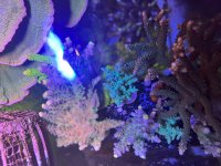 IMG_0732.jpeg