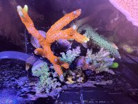IMG_0735.jpeg