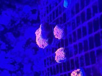 IMG_5477.jpeg
