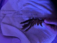 IMG_0800.jpeg