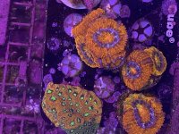 IMG_7737.jpeg