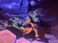 IMG_0829.jpeg