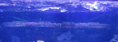 Maxspect Gyres water.jpg